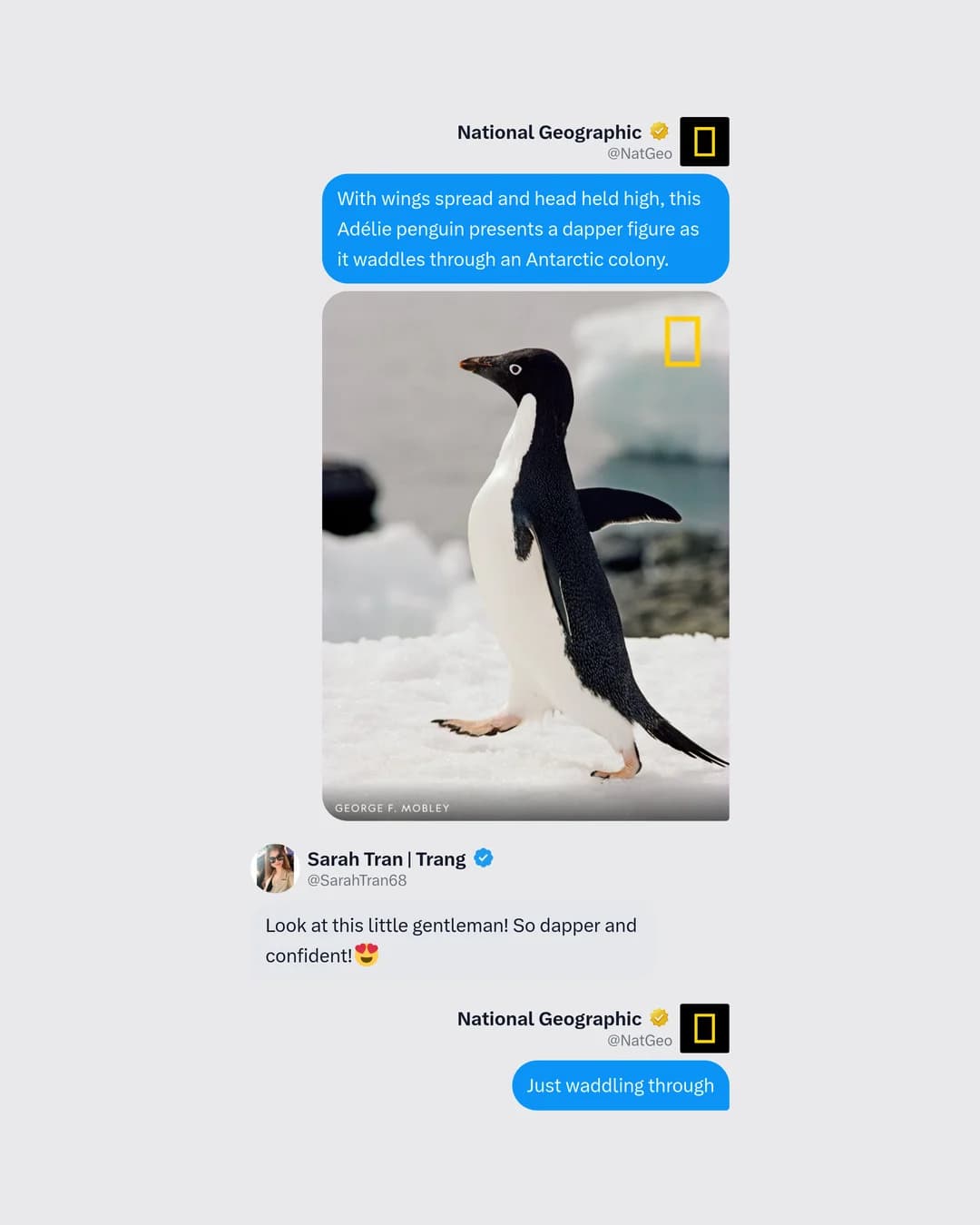 National Geographic penguin photo post with a reply and NatGeo's answer, captured as one thread, in the iMessage template